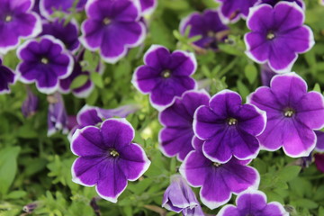 Vibrant Purple Flowers