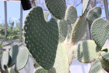 Cacti in Greenhouse