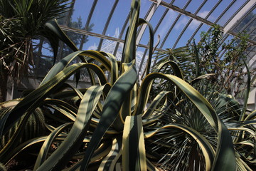 Cacti in Greenhouse