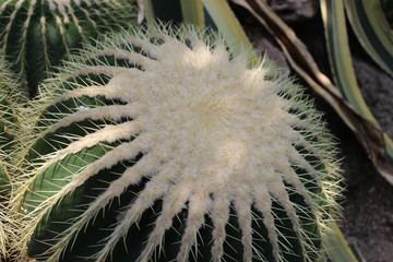 Cacti in Greenhouse
