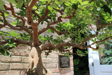 Bonzai Trees