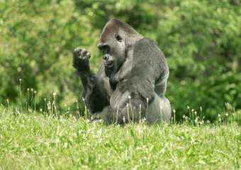 male gorilla is looking at something in his hand