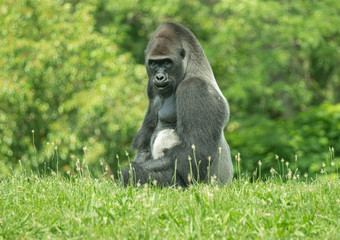 silverback gorilla has spotted something approaching