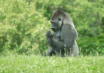Silverback Gorilla touches his lip when he is hungry