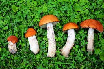 Delicious mushrooms with red caps photographed on a background of green grass