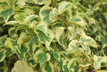 green and yellow