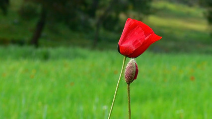 red poppy in a field