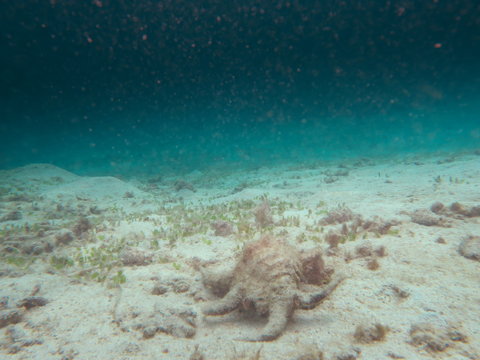 Amami Oshima, Japan - June 17, 2019: Harpago chiragra or Chiragra spider conch or sea snail found near Kasari Fishing Port at Amami Oshima, Kagoshima, Japan