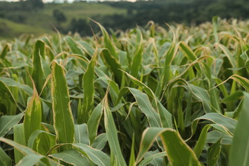 corn plantation rural farm green