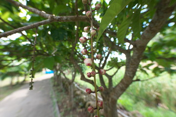  Miyako island, Japan - June 28, 2019: Buds of Barringtonia racemosa or powder-puff tree or Common putat or or Fish-Killer Tree or Sagaribana in Miyako island, Okinawa 