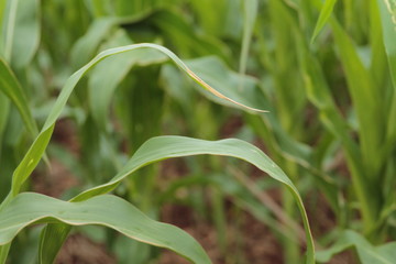 corn plantation rural farm green