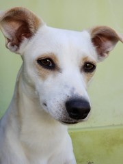 Cadela fox paulistinha