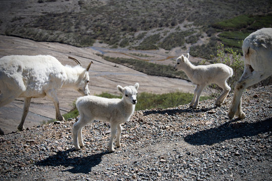 Baby Dall Sheep in Denali National Park Alaska