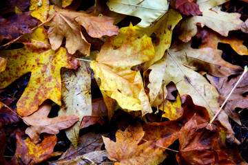 Orange and yellow maple leaves close-up on ground