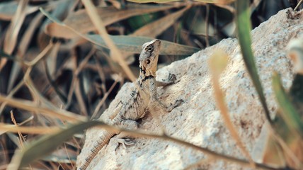 lizard on rock