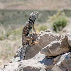 Great Basin Collared Lizard, Basin and Range National Monument