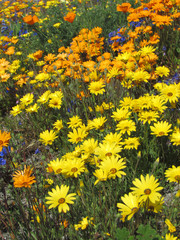 Fototapeta premium Colorful Yellow and Orange Wildflowers in Natural Setting
