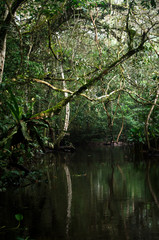 jungle water green peru river waterfall travel vacations trip