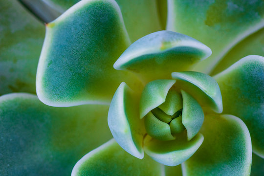 Closeup of cactus texture background