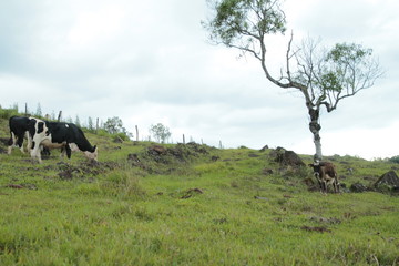  animal dutch cow rural farm green nature milky