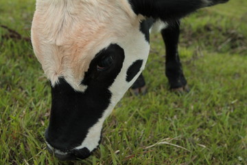  animal dutch cow rural farm green nature milky