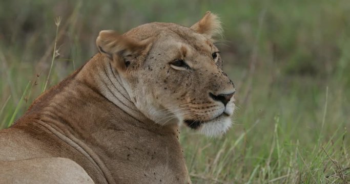 Lions relaxing in the long grass in the Maasai Mara Masai Mara in Kenya, East Africa. 