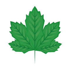 Isolated leaf design vector illustrator