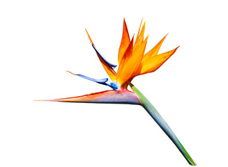 bird of paradise flower brightly colored cut out on white background - obrazy, fototapety, plakaty