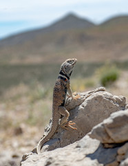  Great Basin Collared Lizard in Basin and Range National Monument, Nevada, United States