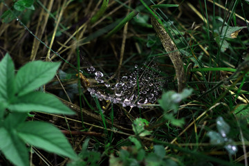 cobweb in the grass