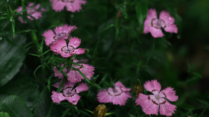 pink flowers in the garden