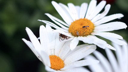 Obraz premium insects on flower