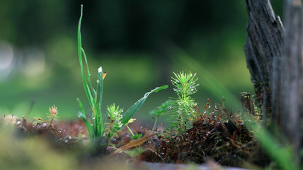moss on tree