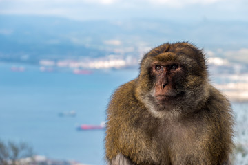 Barbary macaques monkey on the Rock of Gibraltar