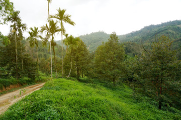 Fototapeta na wymiar Green field and Landscape Mountain in Thailand.