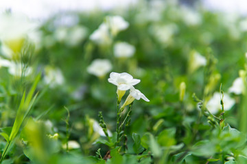 white flower in the garden when golden hour