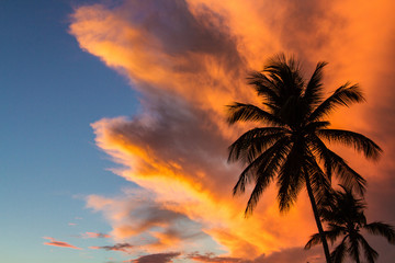Sunset clouds adn palm trees