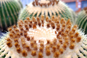 Detail of a giant spherical cactus, angled view perspective.