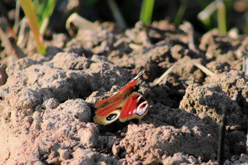 butterfly on the ground