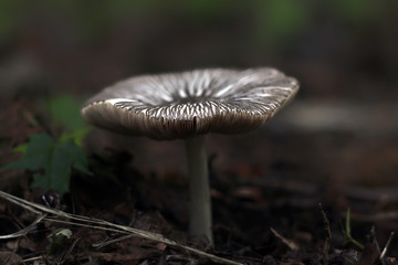 mushroom in the forest