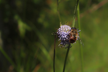 bee on blue flower