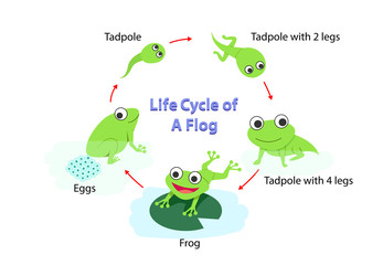 Infographic Life cycle of a frog in flat, vector
