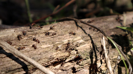 ants on the tree