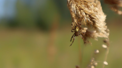 spider on flower