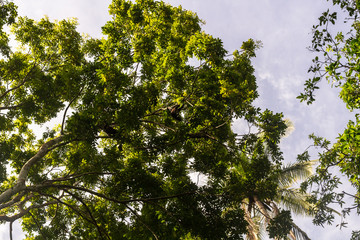 Nature, Guanacaste, Costa Rica.	