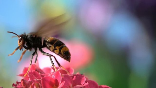 Bee Wasp hornet flapping wings details closeup view flowers colors
