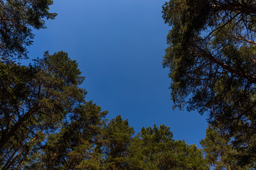 Fototapeta na wymiar Crowns of tall trees against a clear bright blue sky in Russia