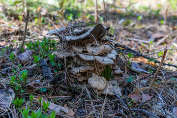 Parasite mushrooms grow on a small stump from a tree