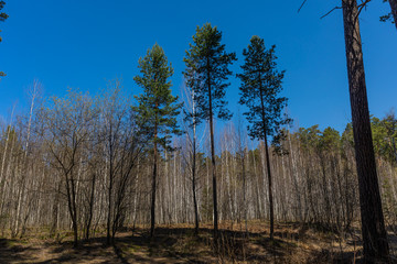 Spring forest with foliage not yet blossomed in a natural park in Russia