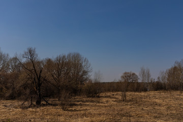 Spring forest with foliage not yet blossomed in a natural park in Russia